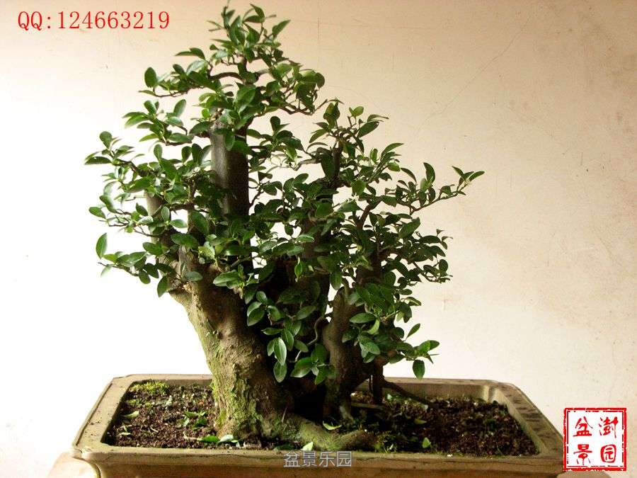 IMG_2728___.jpg