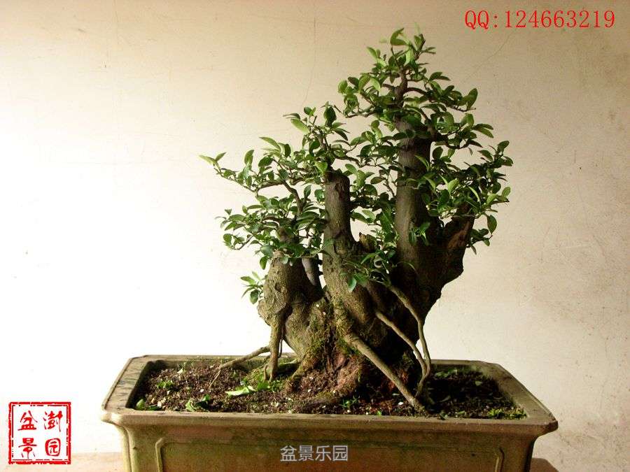 IMG_2730___.jpg