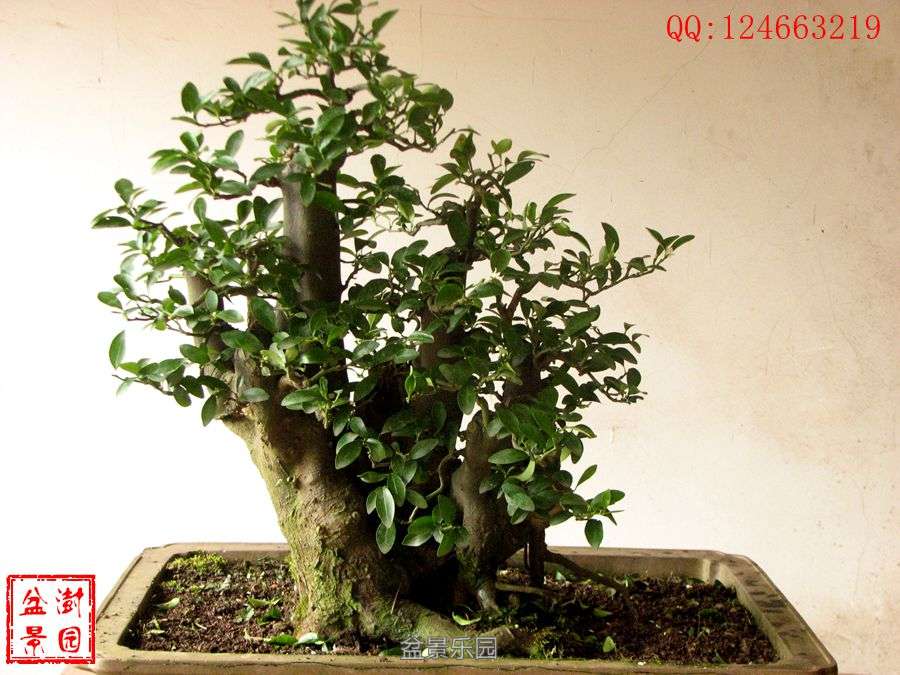 IMG_2732___.jpg