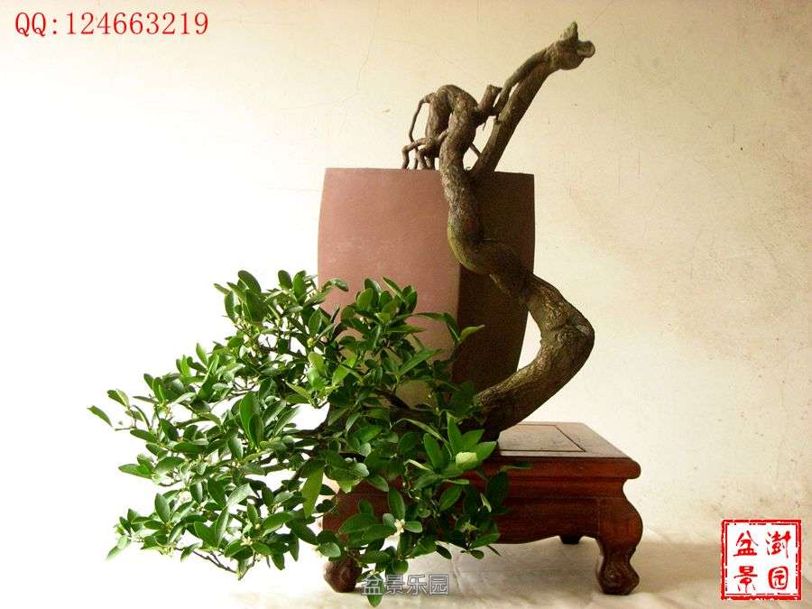 IMG_2742___.jpg
