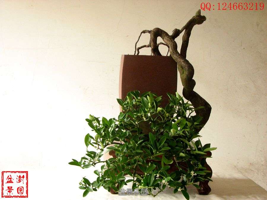 IMG_2743___.jpg