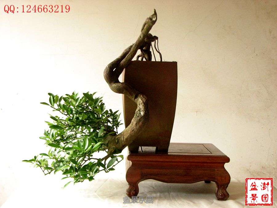 IMG_2744___.jpg