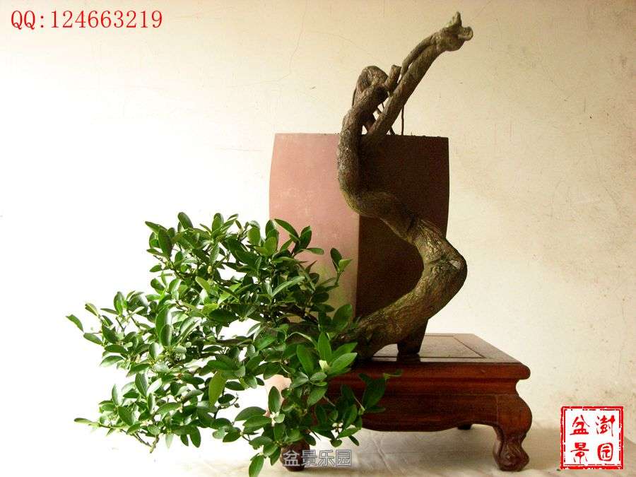 IMG_2746___.jpg