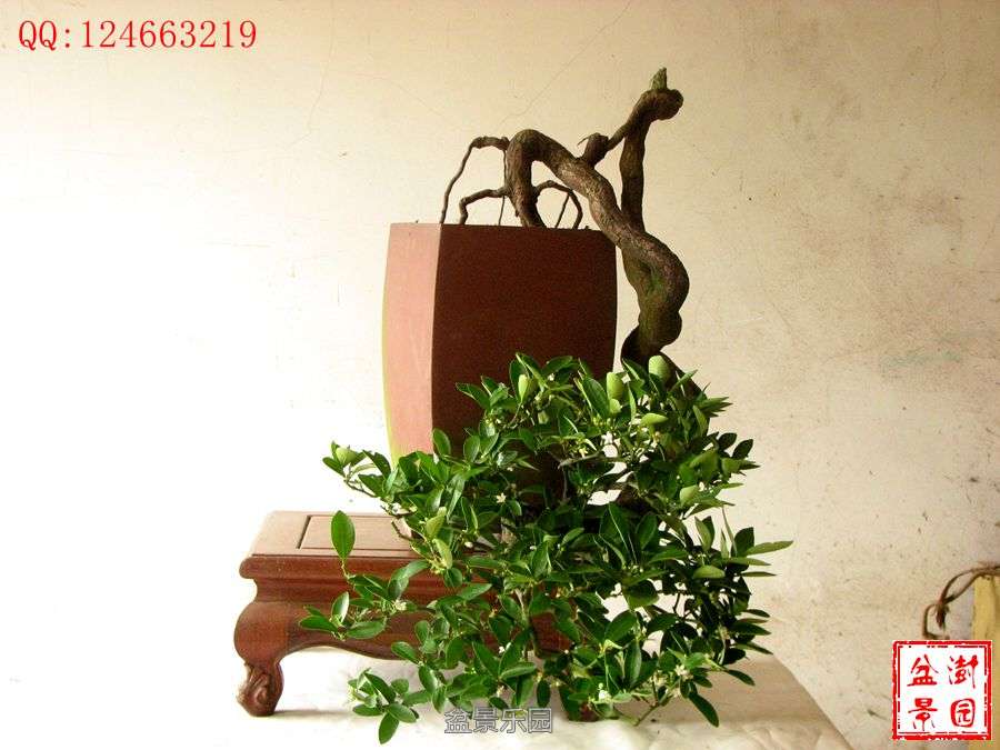 IMG_2745___.jpg