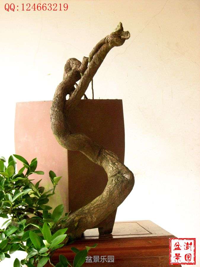 IMG_2747___.jpg