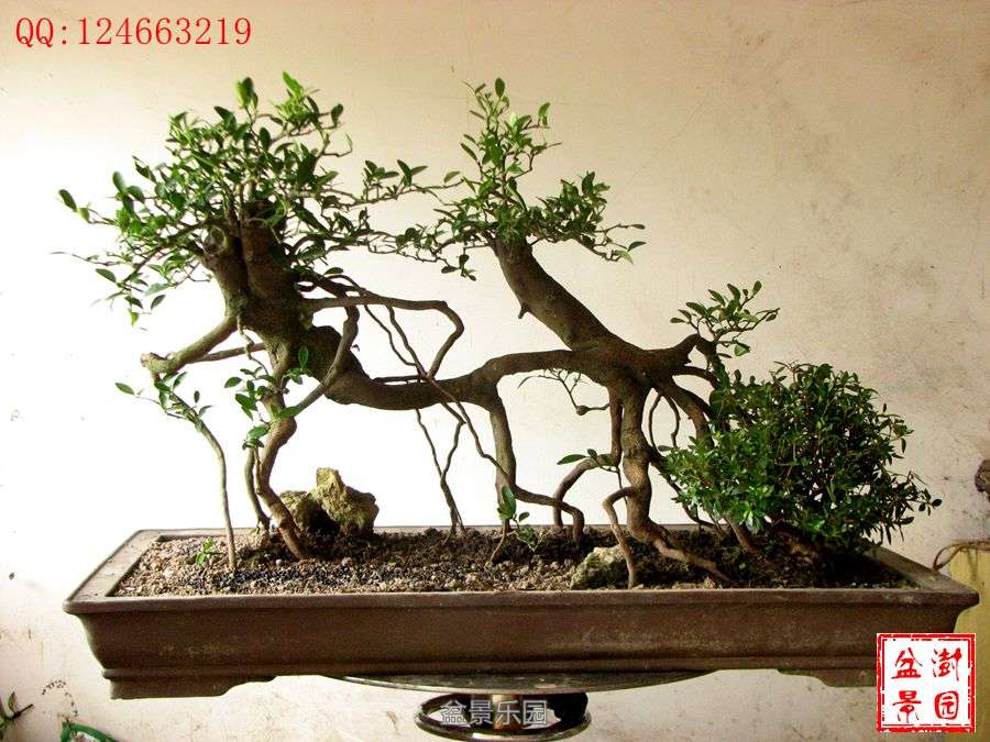 IMG_2748___.jpg