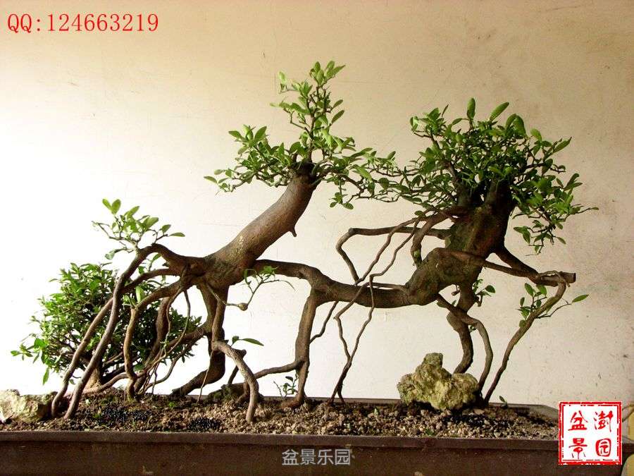 IMG_2752___.jpg