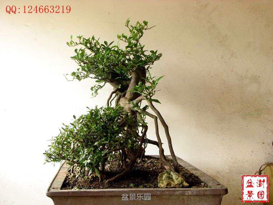 IMG_2751___.jpg