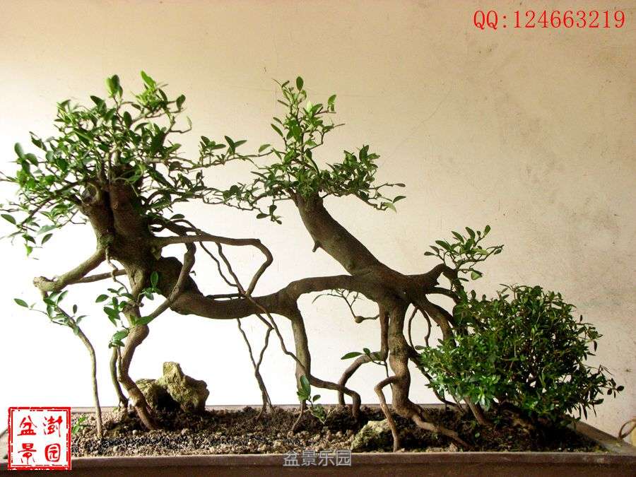 IMG_2750___.jpg