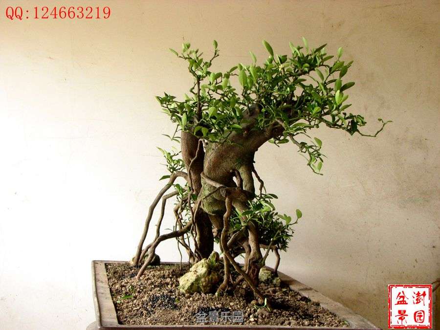 IMG_2753___.jpg