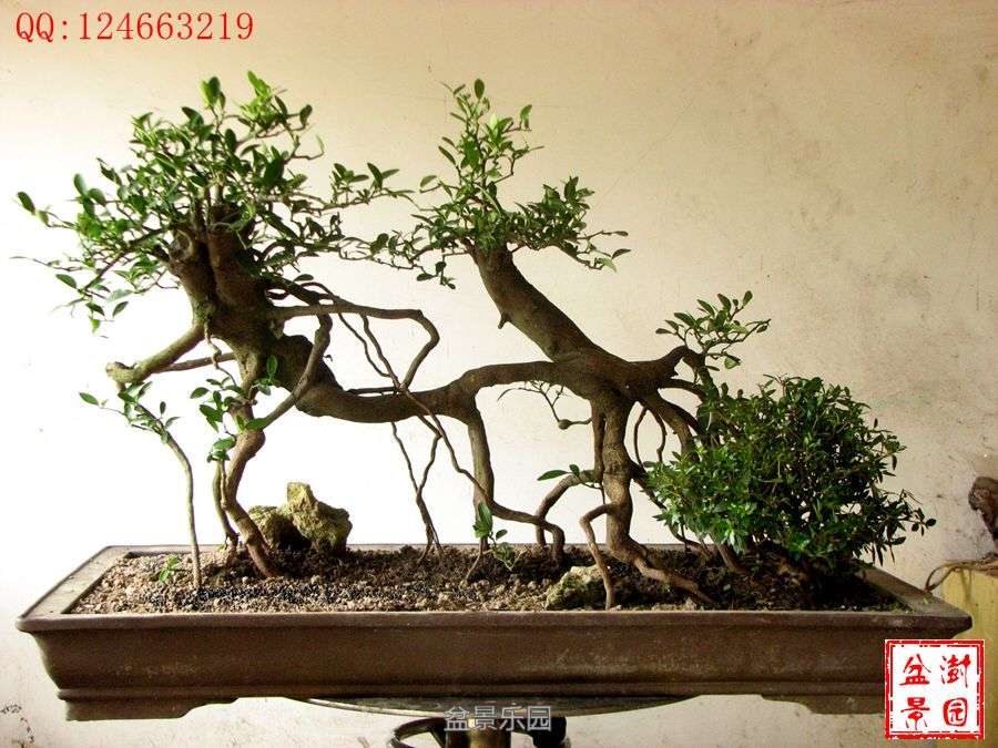 IMG_2754___.jpg