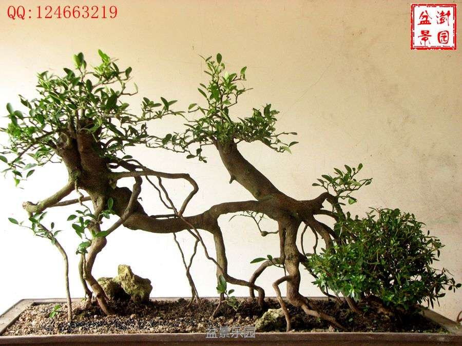 IMG_2755___.jpg