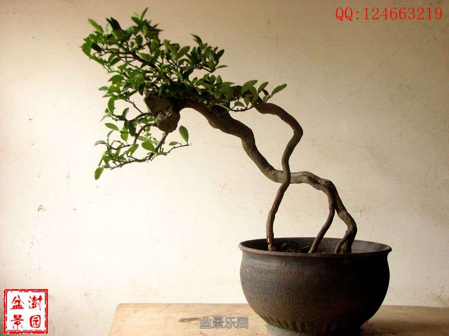 IMG_2734___.jpg