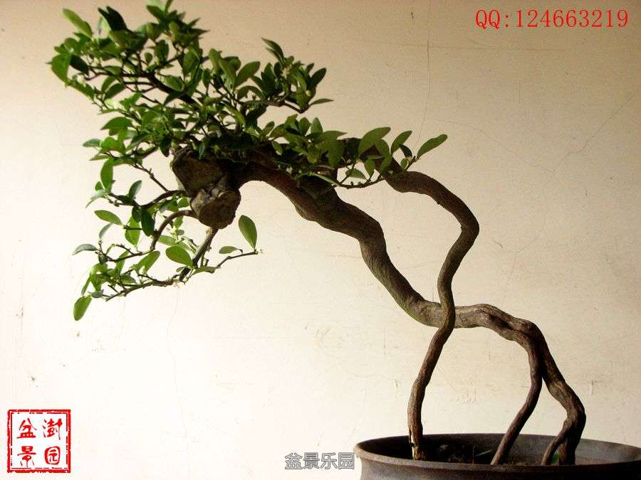 IMG_2735___.jpg