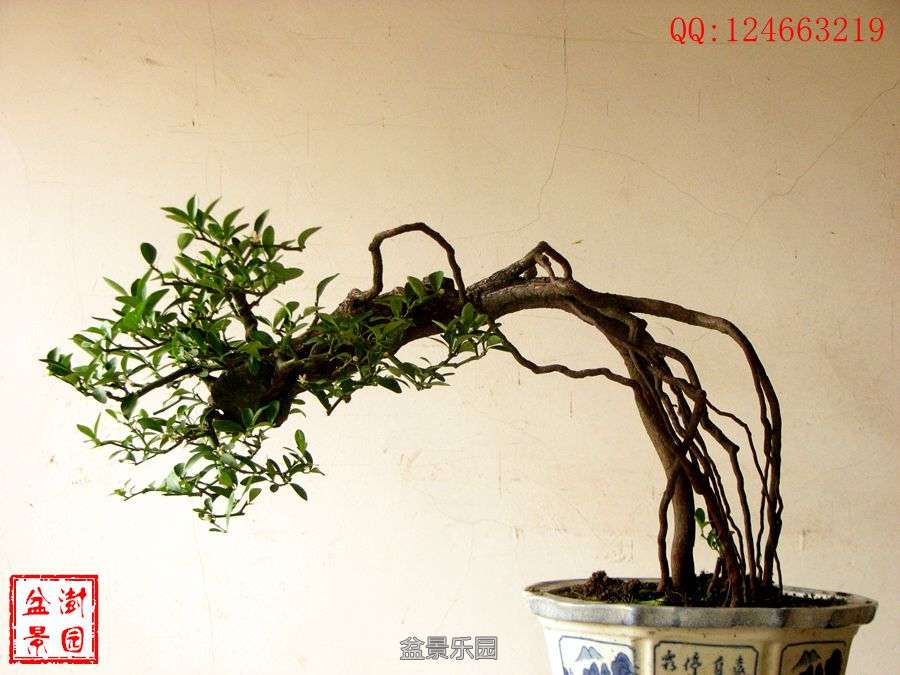 IMG_2738___.jpg