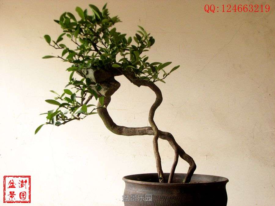 IMG_2737___.jpg