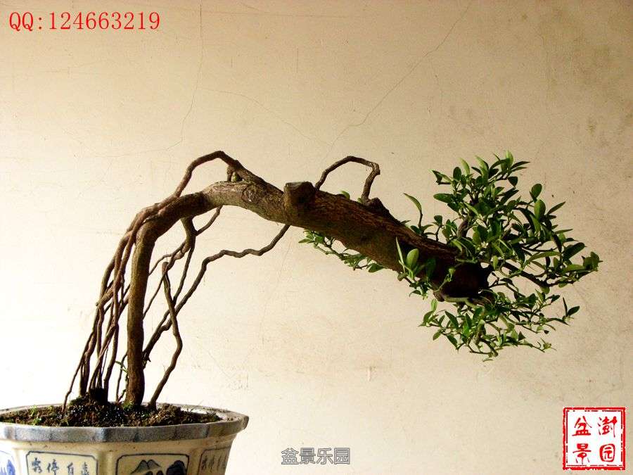 IMG_2740___.jpg