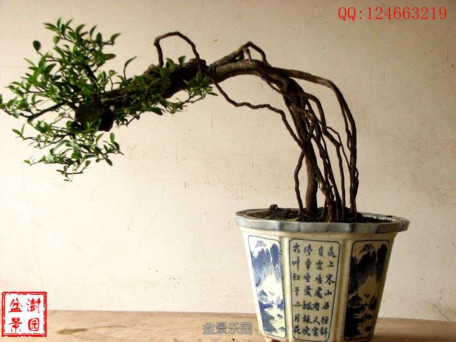 IMG_2741__.jpg