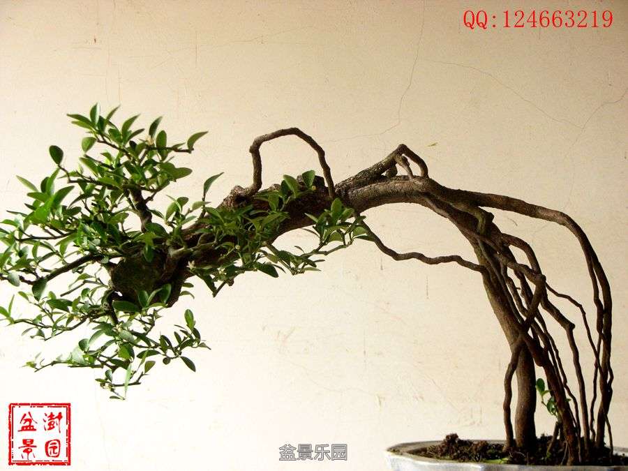 IMG_2739___.jpg