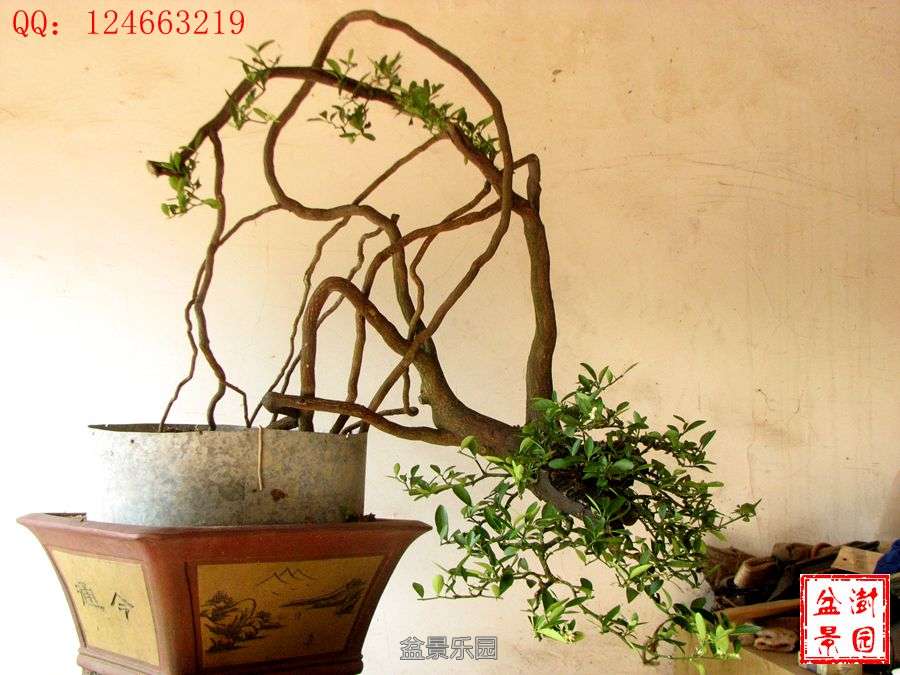 IMG_2765___.jpg