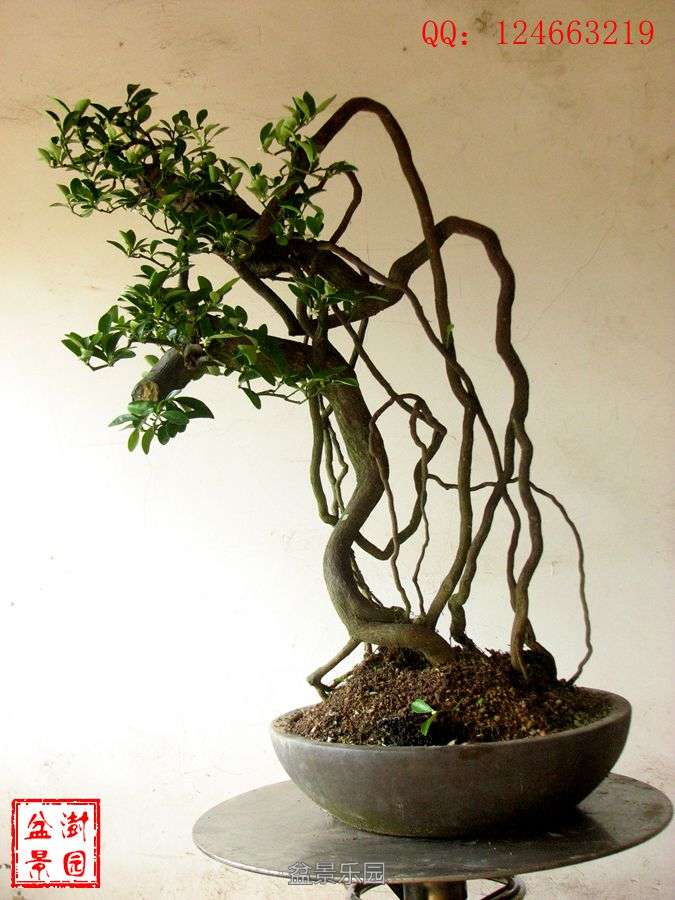 IMG_2770___.jpg