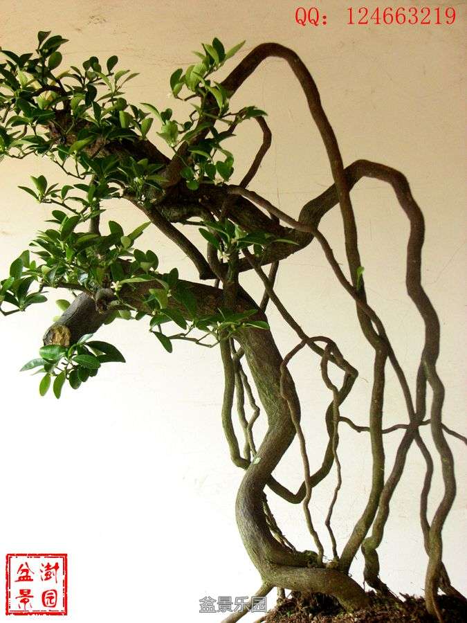 IMG_2771___.jpg