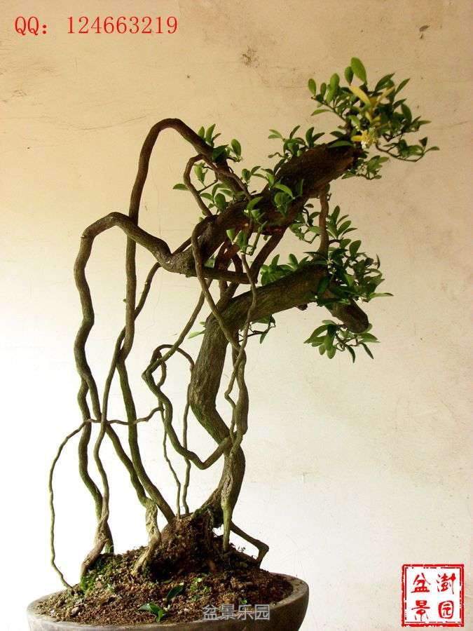 IMG_2772___.jpg