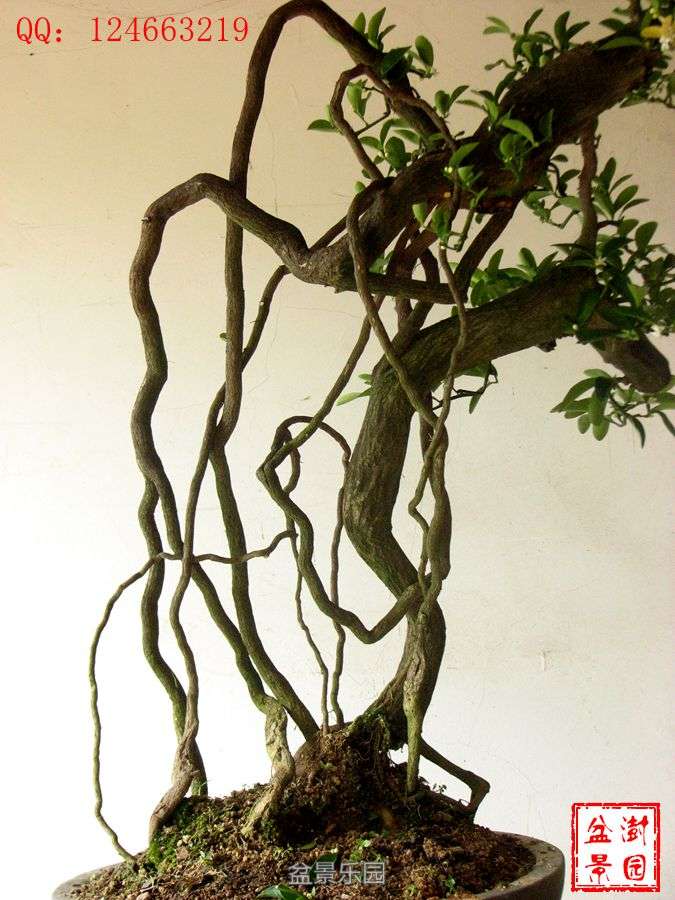 IMG_2774___.jpg