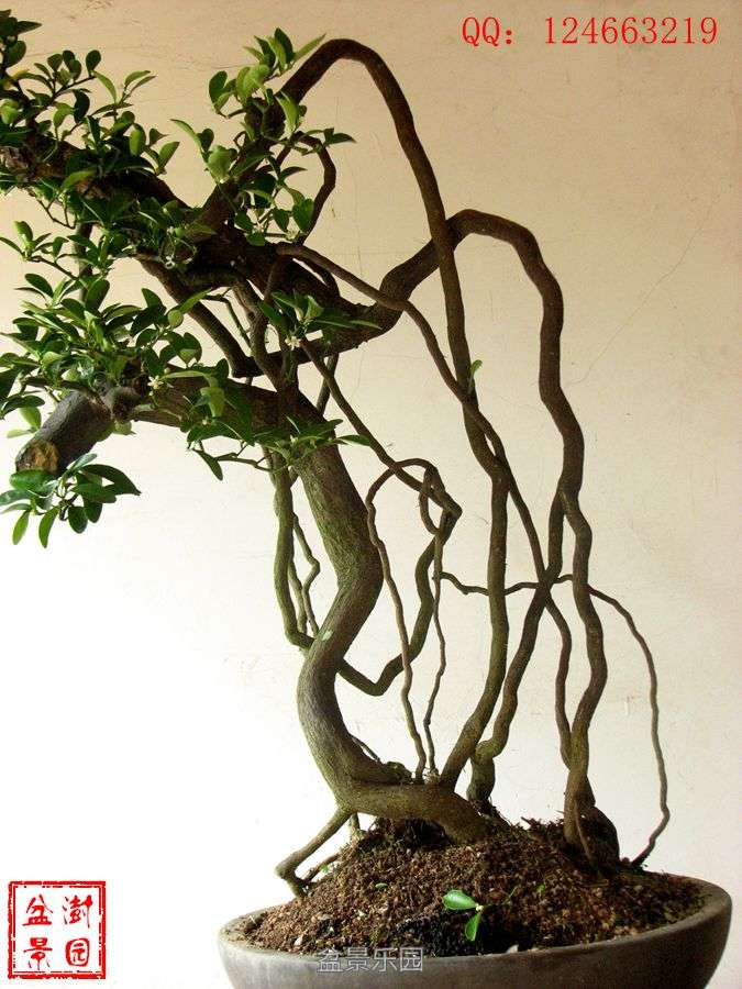 IMG_2775___.jpg