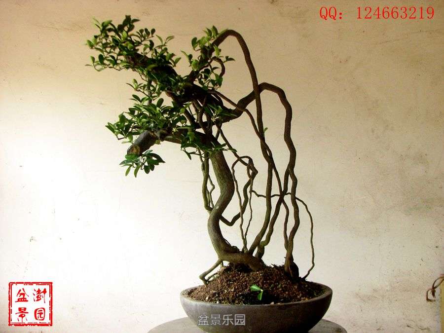IMG_2776___.jpg