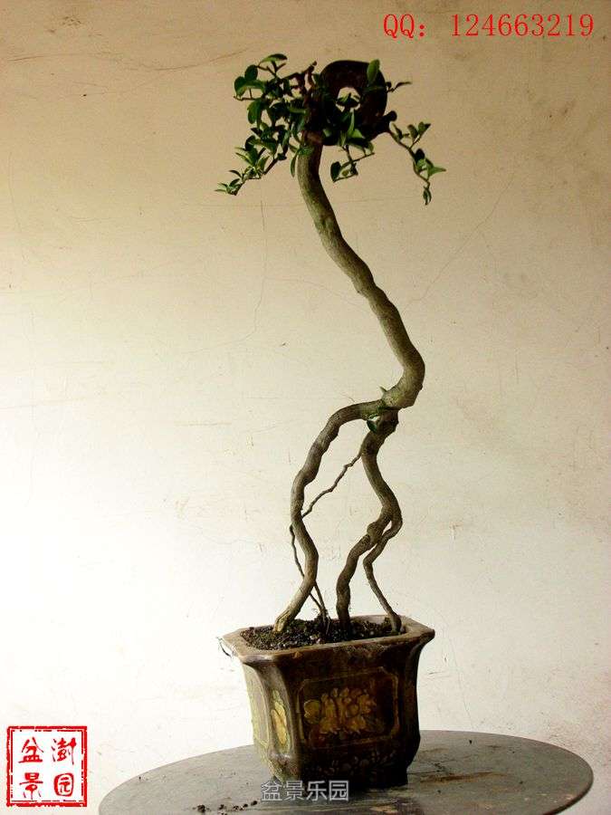 IMG_2777___.jpg