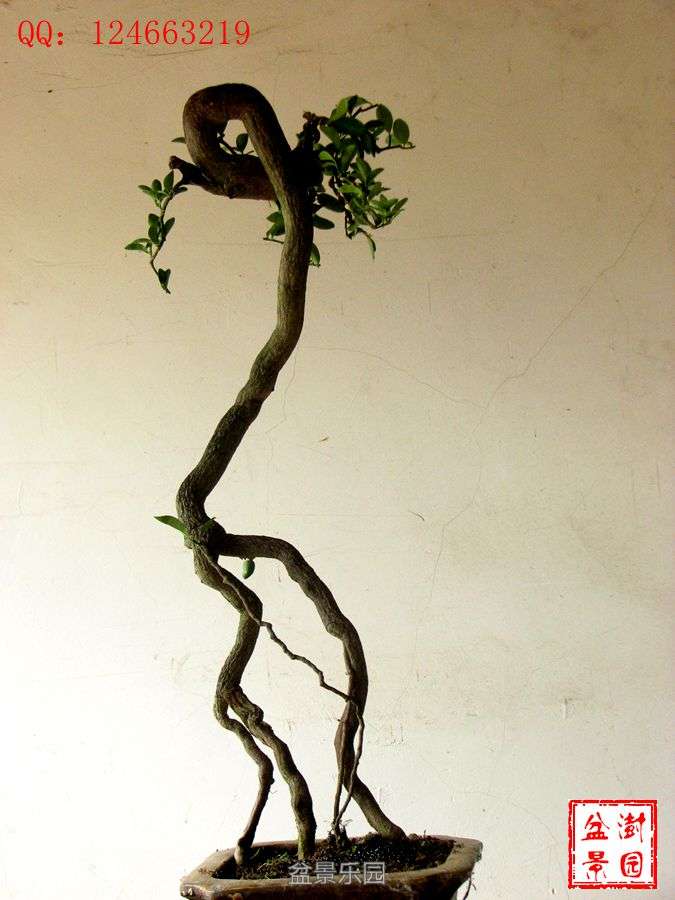 IMG_2780___.jpg