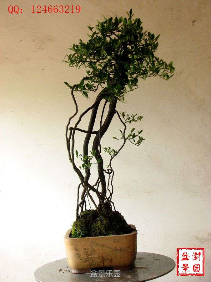 IMG_2783___.jpg