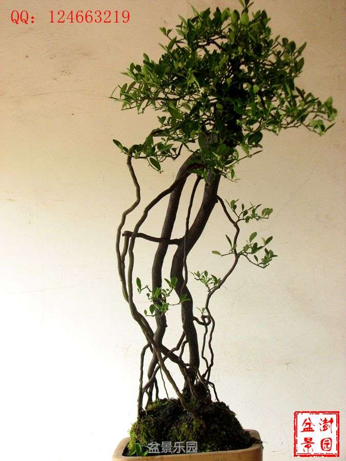 IMG_2784___.jpg