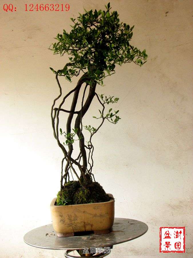 IMG_2789___.jpg