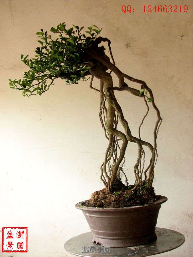 IMG_2790___.jpg