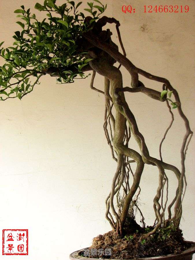 IMG_2791___.jpg