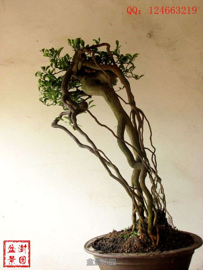 IMG_2793___.jpg