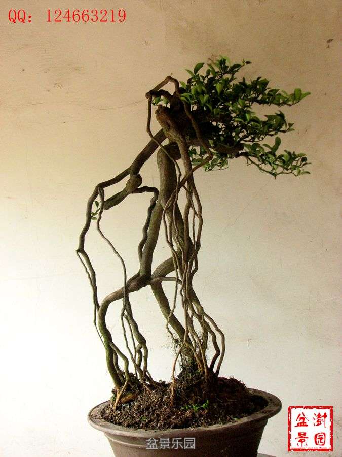 IMG_2794___.jpg