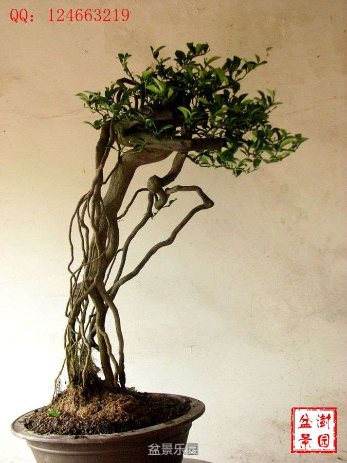 IMG_2795___.jpg