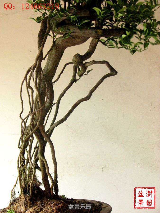 IMG_2796___.jpg