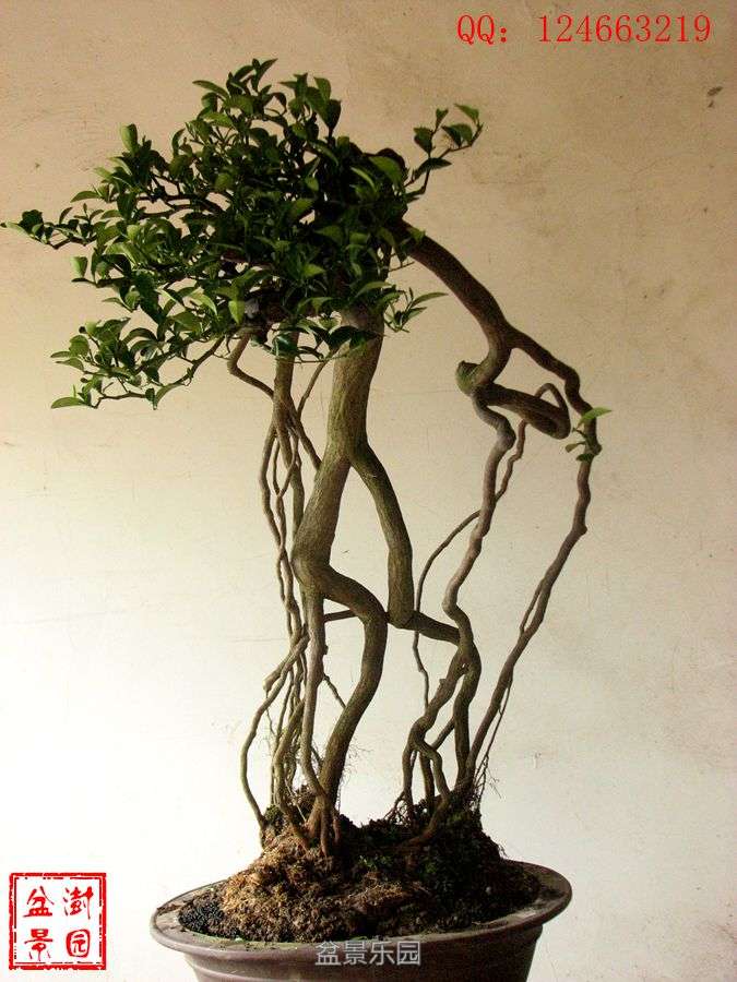 IMG_2797___.jpg
