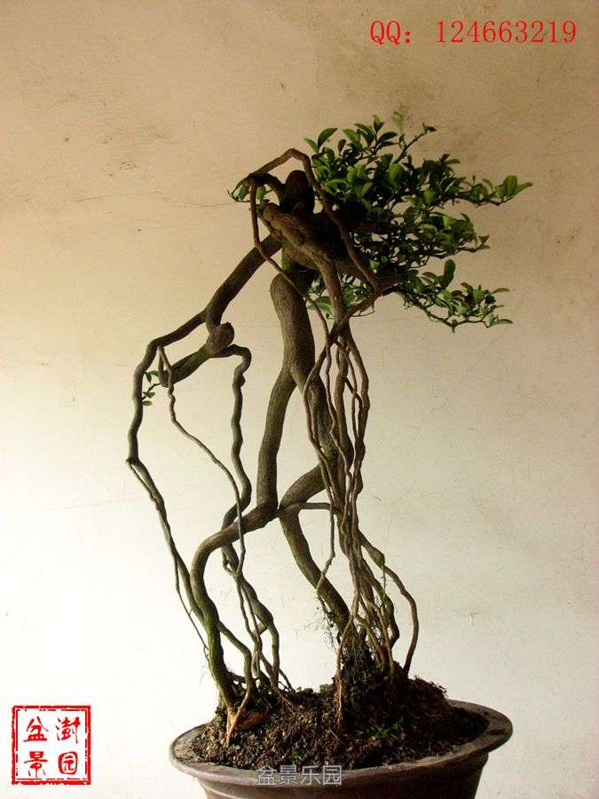IMG_2799___.jpg