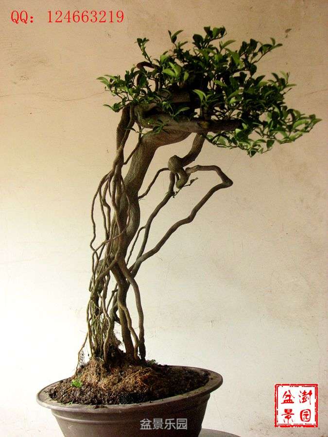 IMG_2800___.jpg