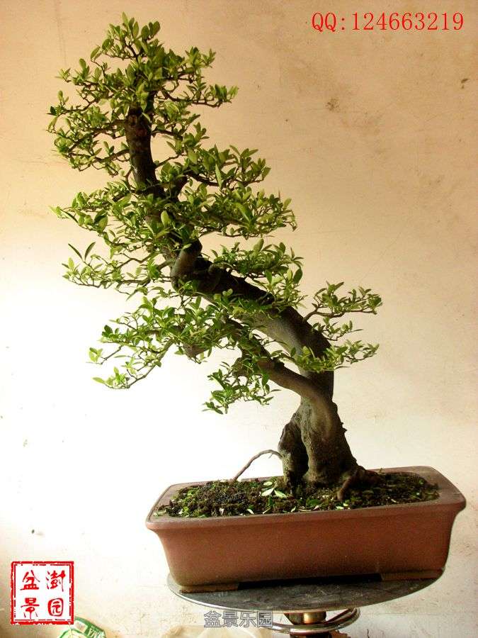 IMG_2801___.jpg