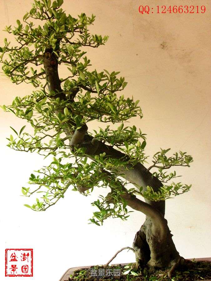 IMG_2802___.jpg