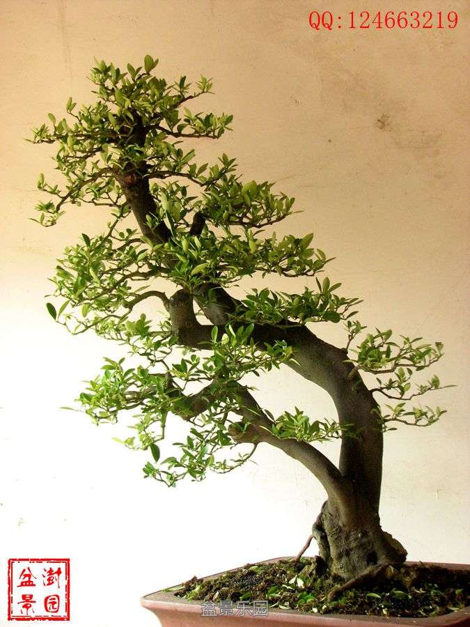 IMG_2803___.jpg