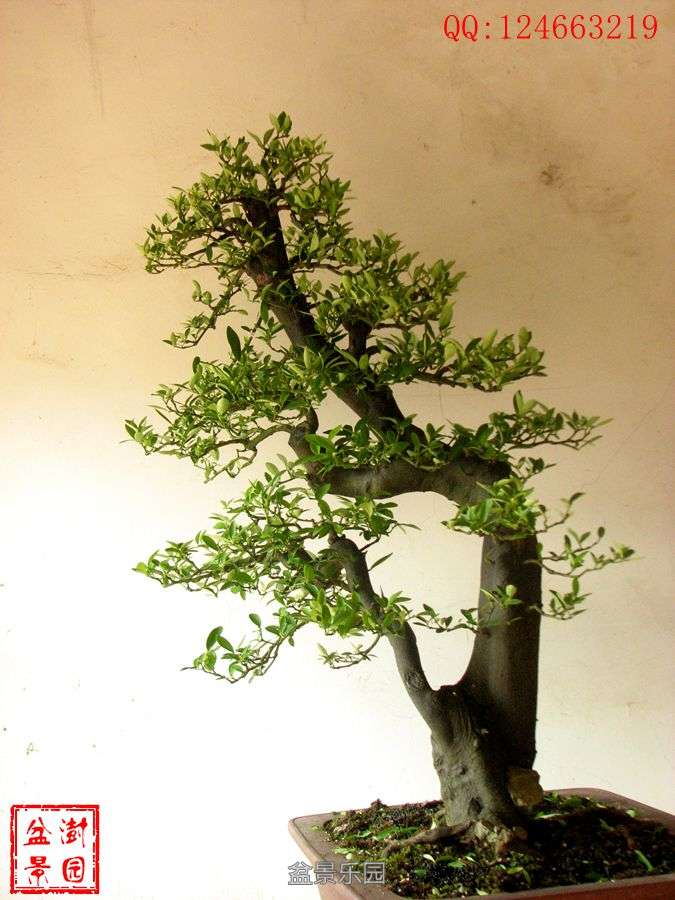 IMG_2804___.jpg