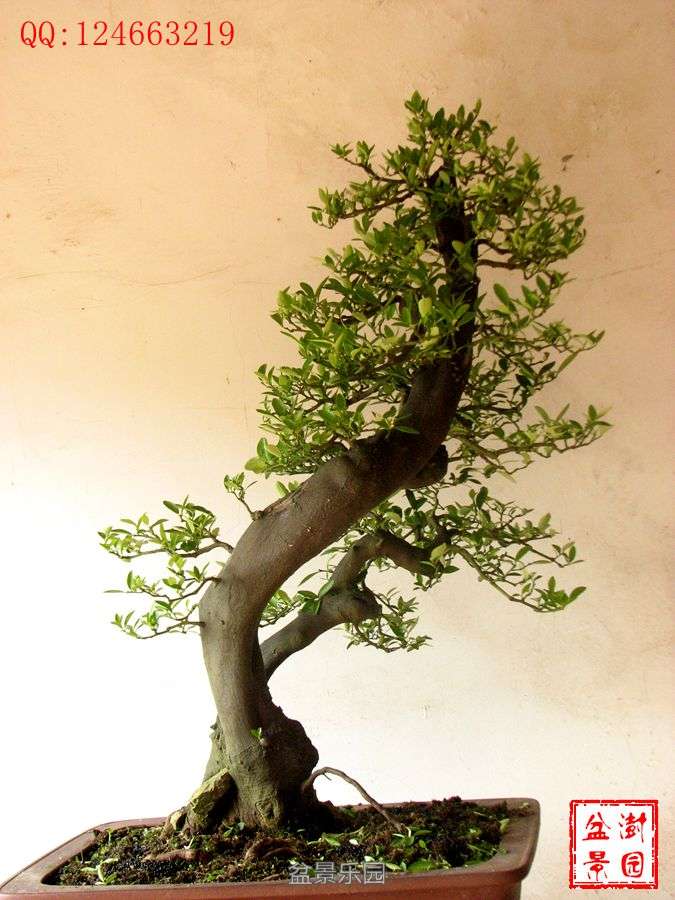 IMG_2805___.jpg
