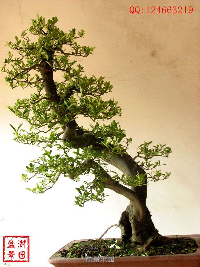 IMG_2807___.jpg